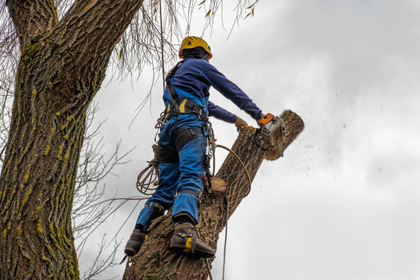 How Our Tree Care Process Works  in  Murillo, TX