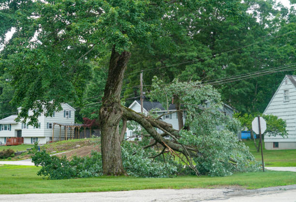 How Our Tree Care Process Works  in  Murillo, TX