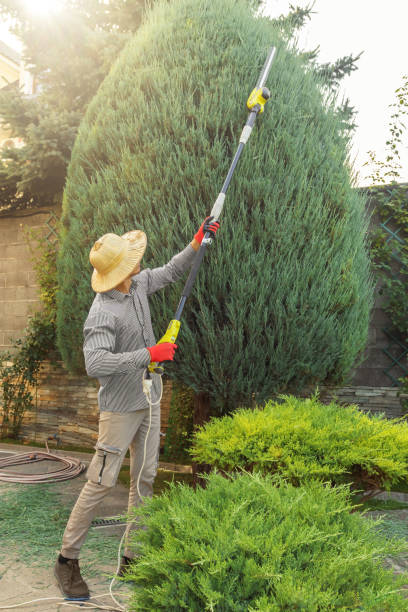 Reliable Murillo, TX Tree Removal Solutions
